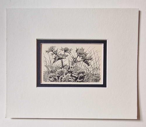 Tunnicliffe sea holly - sea,
