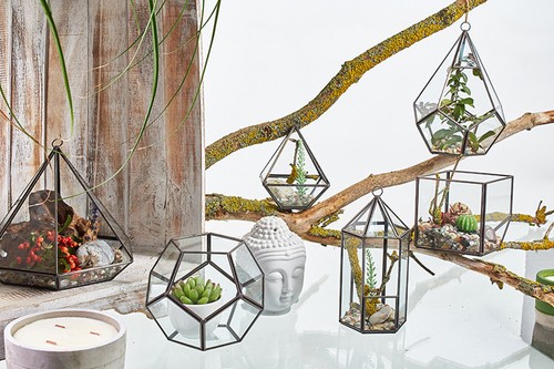 Glass terrarium showcase - terrarium,