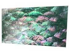 1x Shell Haliotis Sheet Veneer