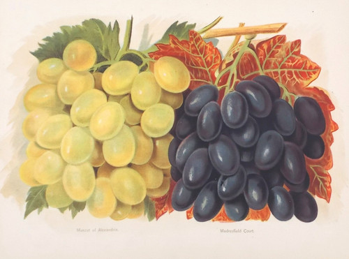 Old antique print - antique,