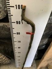 Blackthorn SHANK WALKING STICK