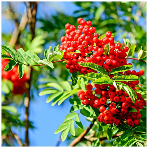Mountain ash rowan plant - plant, /