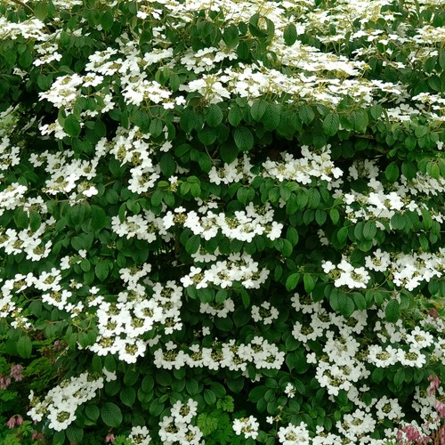 Viburnum mariesii japanese - viburnum,