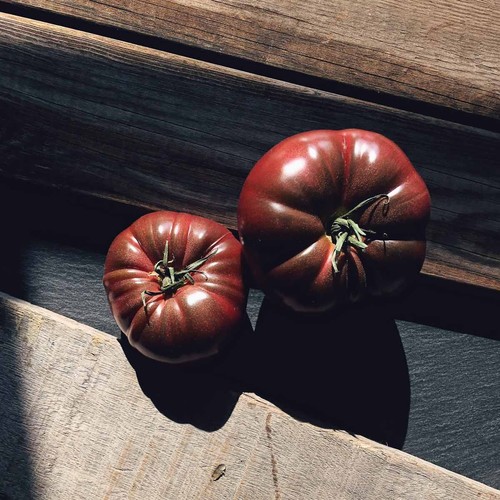 Cherokee purple tomato - 3x,