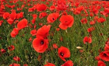 Organic Poppy Seeds, Red