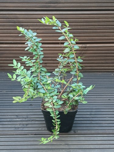 Lonicera nitida hedging box - lonicera,