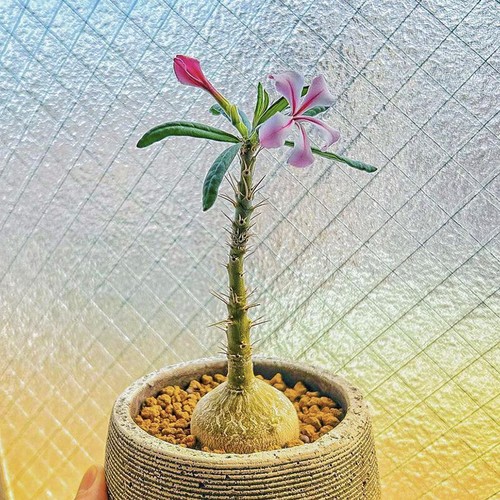 3cm succulent cactus - succulent,
