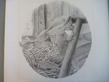 Adrian Rigby Wren Bird Print -