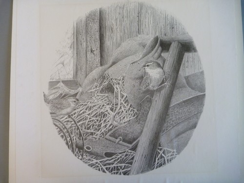 Adrian rigby wren bird - bird,