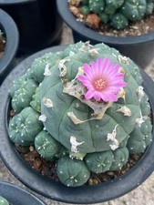 RareSucculent cactus Plant