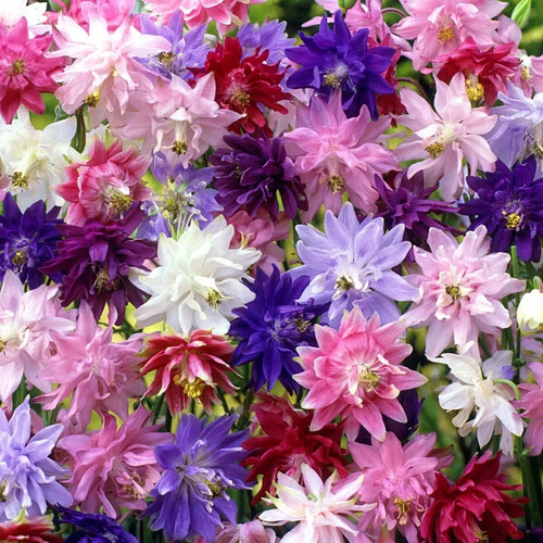 Mixed aquilegia barlow - mixed,
