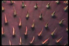 019012 Close up Prickly Pear Pad A4 Photo Print