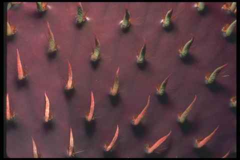019012 close prickly pear - close,
