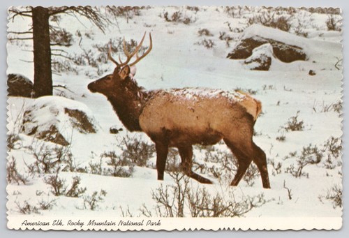 American elk rocky - elk, mountain