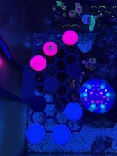 PETG Coral Frag Plugs - Pack