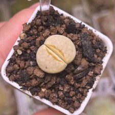 Exact Plant，1pc C349A