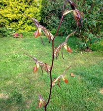 Paphiopedilum intaniae