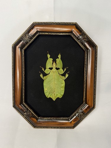 Female leaf insect in - 💚female,