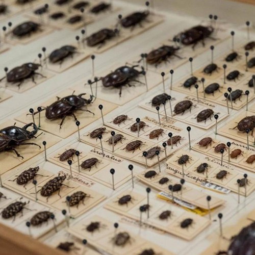 100pcs steel insect - steel,
