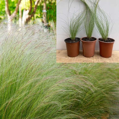 Stipa tenuissima pony - stipa, tails'