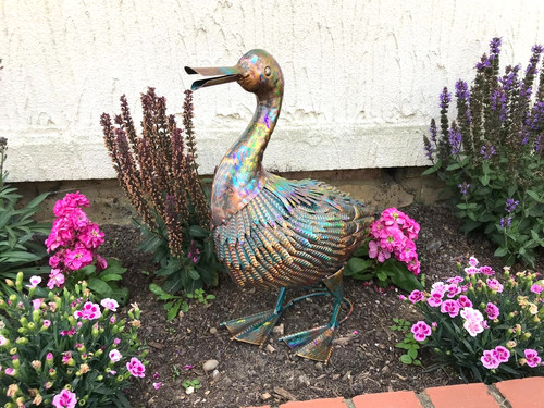 Duck bird multicolour garden - duck,