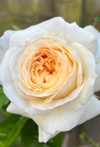 Angel delight floribunda - angel’s,