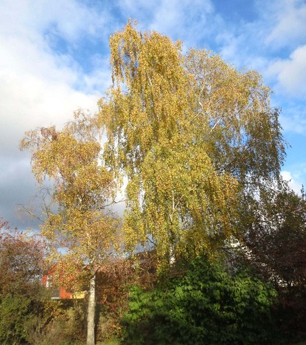 Betula pendula silver birch - betula,