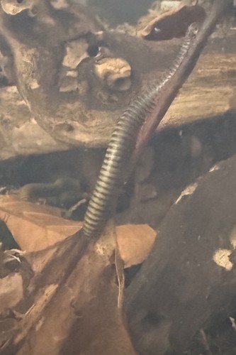 Bumblebee millipede - bumblebee,