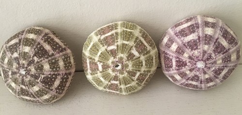 Large 8cm alfonso sea - large, 7/8cm