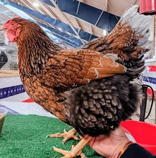 6+  Blue Laced Red Wyandotte