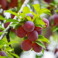 Plum 'Wonder Tree Opal' - 1x 24cm Pot - Compact, Self-Fertile Variety