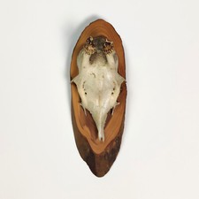 Vintage 1980s Mounted Roe Deer