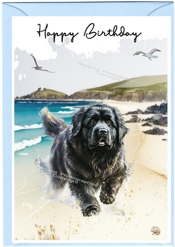 Newfoundland dog birthday card - newfoundland,