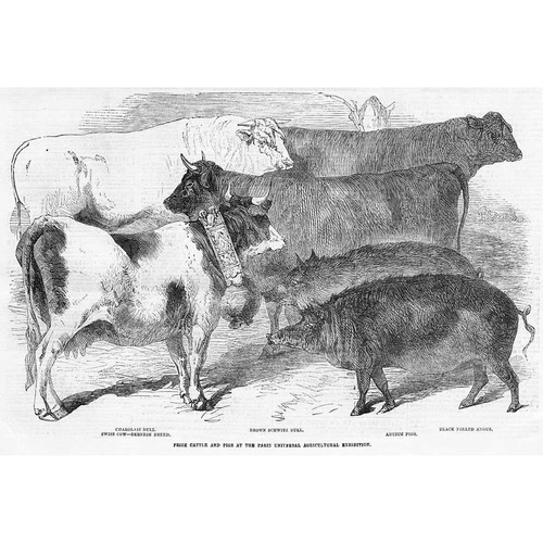 Charolais bull brown schwitz - bull,,