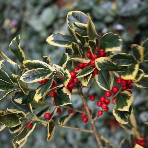 Ilex alitreaclerensis golden - ?,
