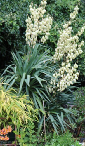 Yucca gloriosa multi - ,