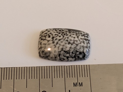 Fossil coral cabochon approx - fossil,
