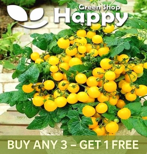 Vegetable tomato seeds - tomato, yellow-