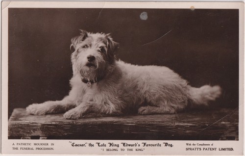 Vintage postcard ceaser - ceaser, king