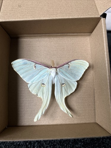Male actias luna - male, moon