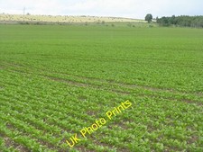 Photo 6x4 Crop fields at