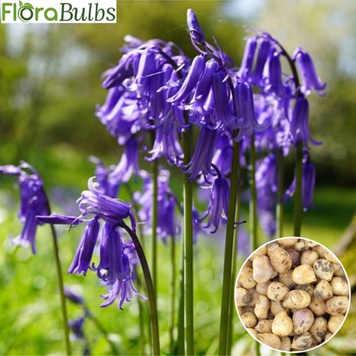 Bluebell bulbs english in - bulbs, 30