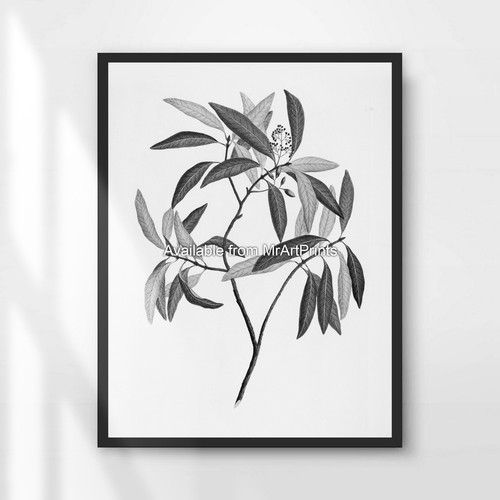 Black and white - and, leaves