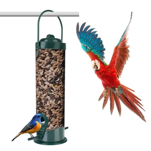 Wild garden bird - wild,