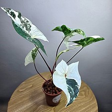 BEAUTIFUL VARIEGATED SYNGONIUM