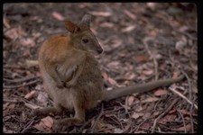069022 Rock Wallaby Waratah