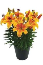 5 x Dwarf Lilies - GOLDEN JOY