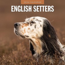 English setters 2026 - setters,