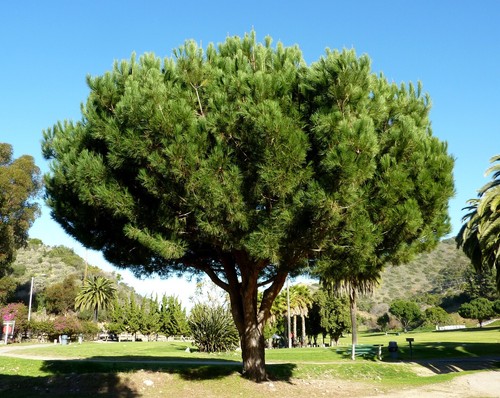 Pinus pinea italian stone - pinea, /