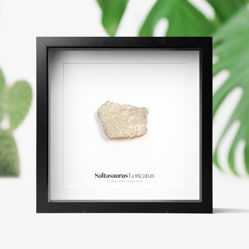 Saltasaurus egg shell box - shell,